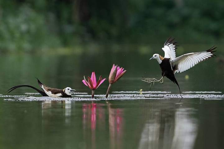 আলতাদিঘি জাতীয় উদ্যান — ছবি 4