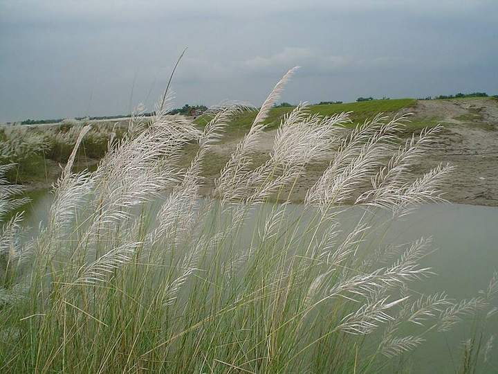 ধরলা সেতু — ছবি 4