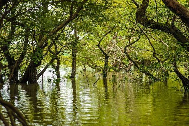 রাতারগুল — ছবি 1