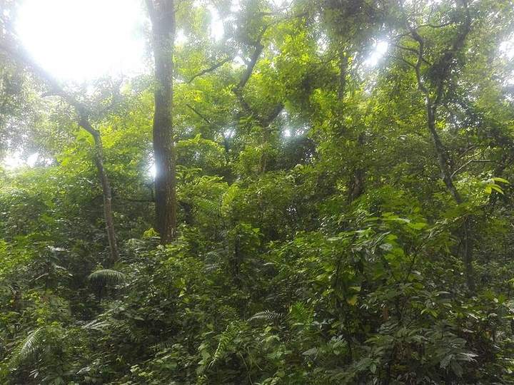 মধুপুর জাতীয় উদ্যান — ছবি 3