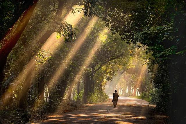 সাতছড়ি জাতীয় উদ্যান
