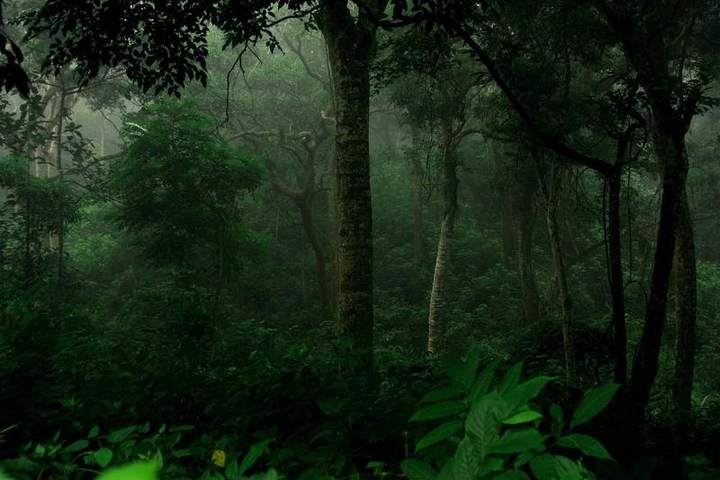 রেমা-কালেঙ্গা বন্যপ্রাণী অভয়ারণ্য — ছবি 2