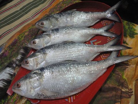 পদ্মার ইলিশ