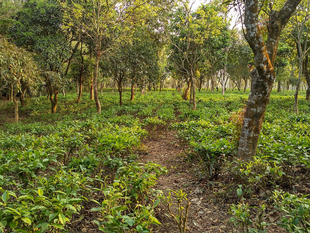 তেঁতুলিয়ার চা বাগান