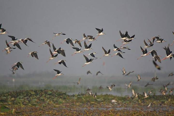 বাইক্কা বিল — ছবি 3