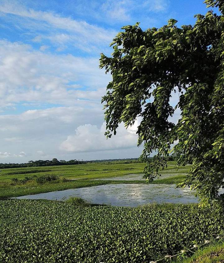 আড়িয়াল বিল — ছবি 2