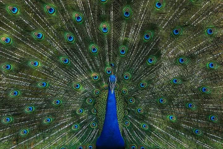 সাফারি পার্ক, গাজীপুর — ছবি 3