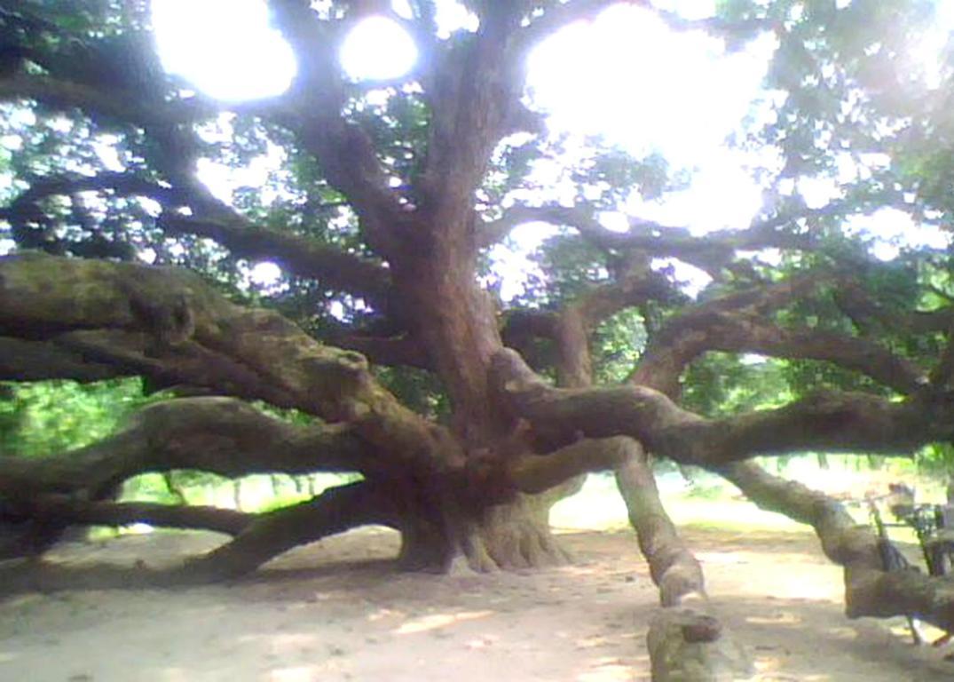 হরিণমারীর সূর্যপুরী আমগাছ
