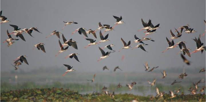 বাইক্কা বিল — ছবি 5