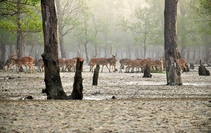 সুন্দরবন (খুলনা থেকে ট্যুর) — ছবি 3