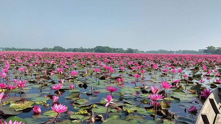 সাতলা শাপলা বিল — ছবি 4