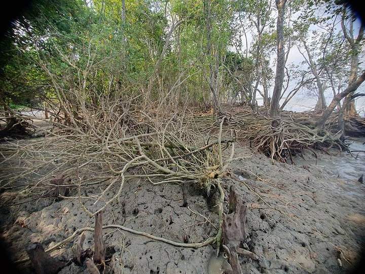 সোনাকাটা সৈকত ও টেংরাগিরি ইকোপার্ক