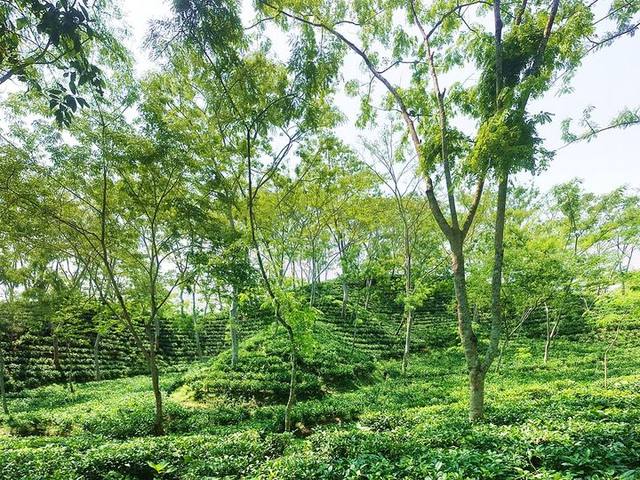 শ্রীমঙ্গলের চা বাগান