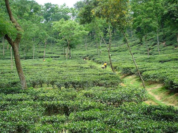 মালনীছড়া চা বাগান — ছবি 2