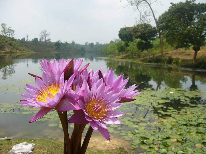 শ্রীমঙ্গলের চা বাগান — ছবি 2