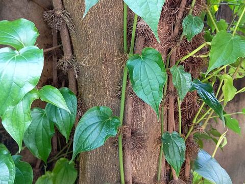 চুইঝাল দিয়ে মাংস