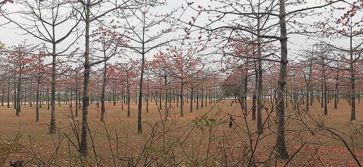 শিমুল বাগান — ছবি 4