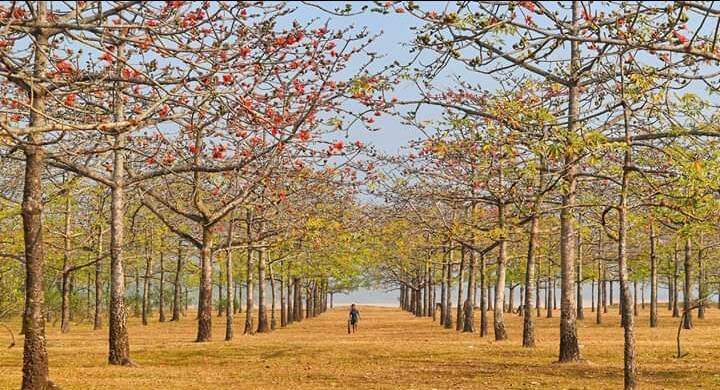 শিমুল বাগান — ছবি 2