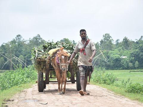 আনারস