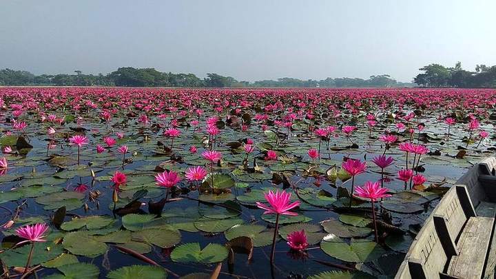 সাতলা শাপলা বিল — ছবি 2