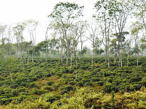 শ্রীমঙ্গলের চা ও সাত রঙের চা
