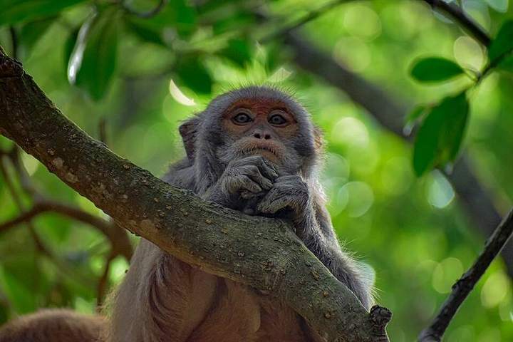 করমজল — ছবি 2