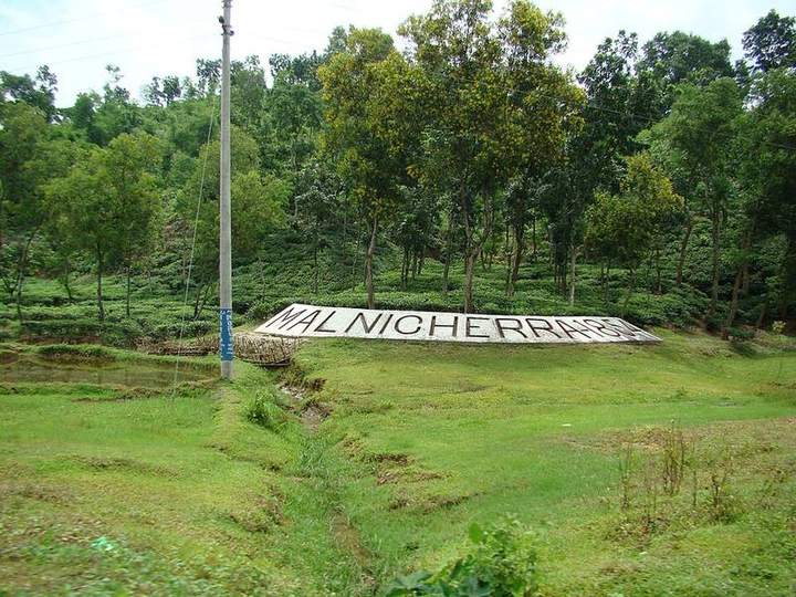 মালনীছড়া চা বাগান — ছবি 3