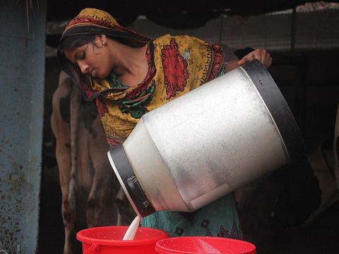 বাঘাবাড়ির দুধ