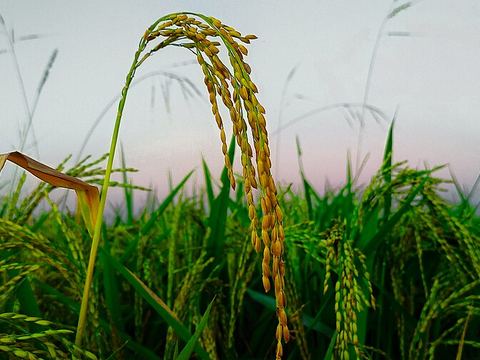 কাটারিভোগ চাল